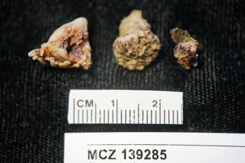 Media type: image;   Invertebrate Zoology 139285